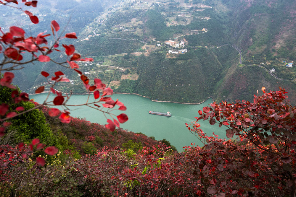 船舶行駛在紅葉掩映下的長江三峽重慶市巫山縣水域（2023年11月30日攝）。新華社記者 肖藝九 攝