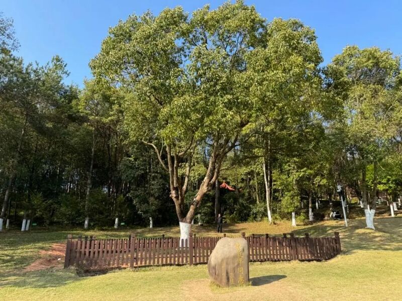 習(xí)近平同志為福建省長汀縣水土保持科教園捐種的香樟樹。圖源：學(xué)習(xí)時(shí)報(bào)