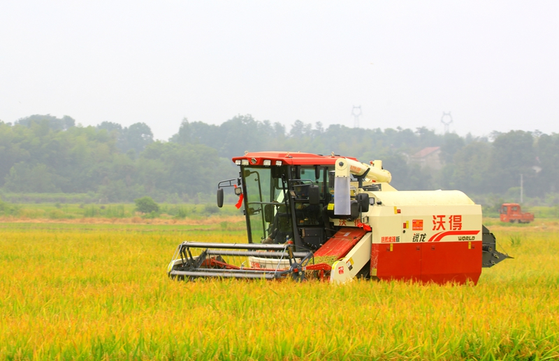 早稻收割忙，農(nóng)機(jī)來助力。常德市鼎城區(qū)融媒體中心供圖