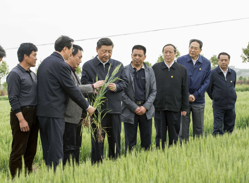 2016年4月25日下午，習(xí)近平在安徽滁州市鳳陽(yáng)縣小崗村察看小麥長(zhǎng)勢(shì)。左一為種糧大戶程夕兵。新華社記者 李學(xué)仁 攝