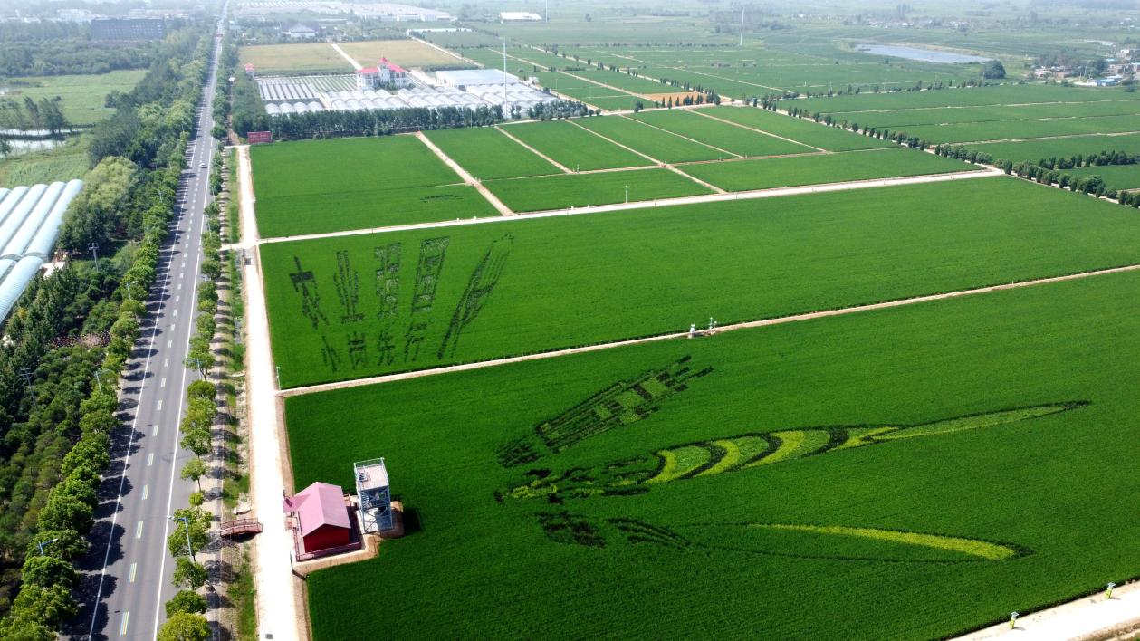 俯瞰小崗村高標(biāo)準(zhǔn)農(nóng)田。鳳陽(yáng)縣委宣傳部供圖