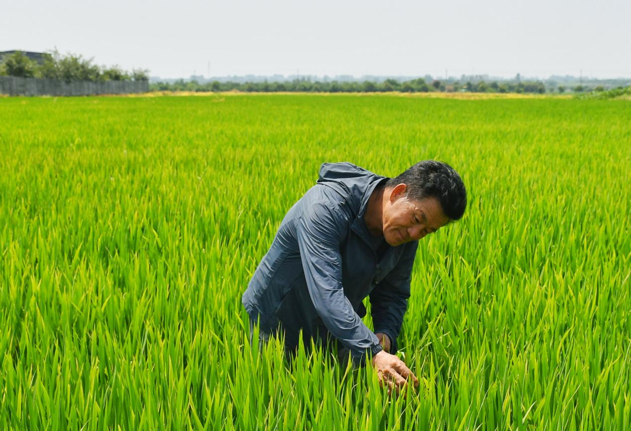 程夕兵在農(nóng)田里檢查水稻種植情況。人民網(wǎng)記者 周坤 攝